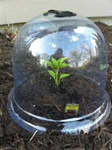 Season-Extention Techniques for Heat-Loving Plants Image